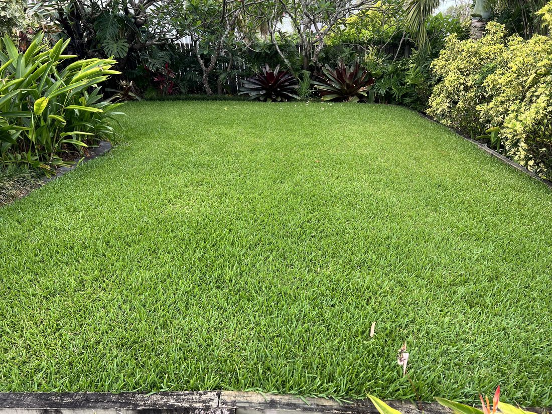 A lush, healthy green lawn cared for by My Lawn Doctor in South East Queensland