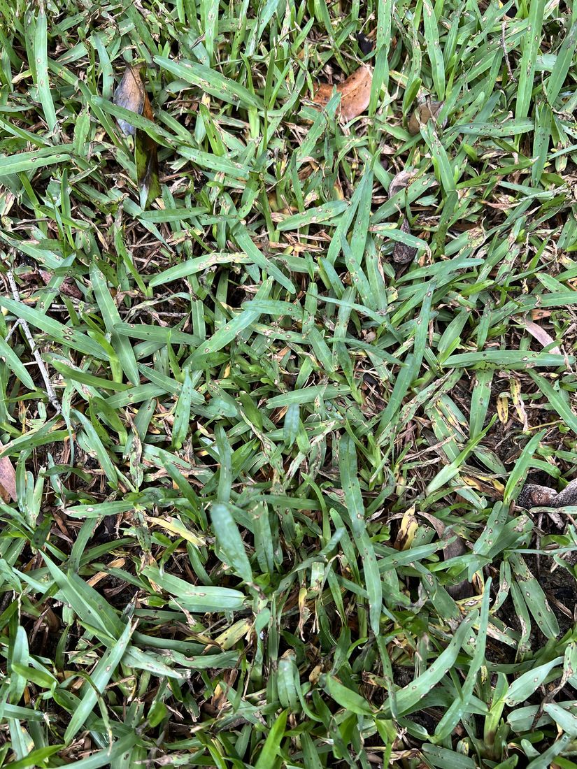 Well-protected residential lawn