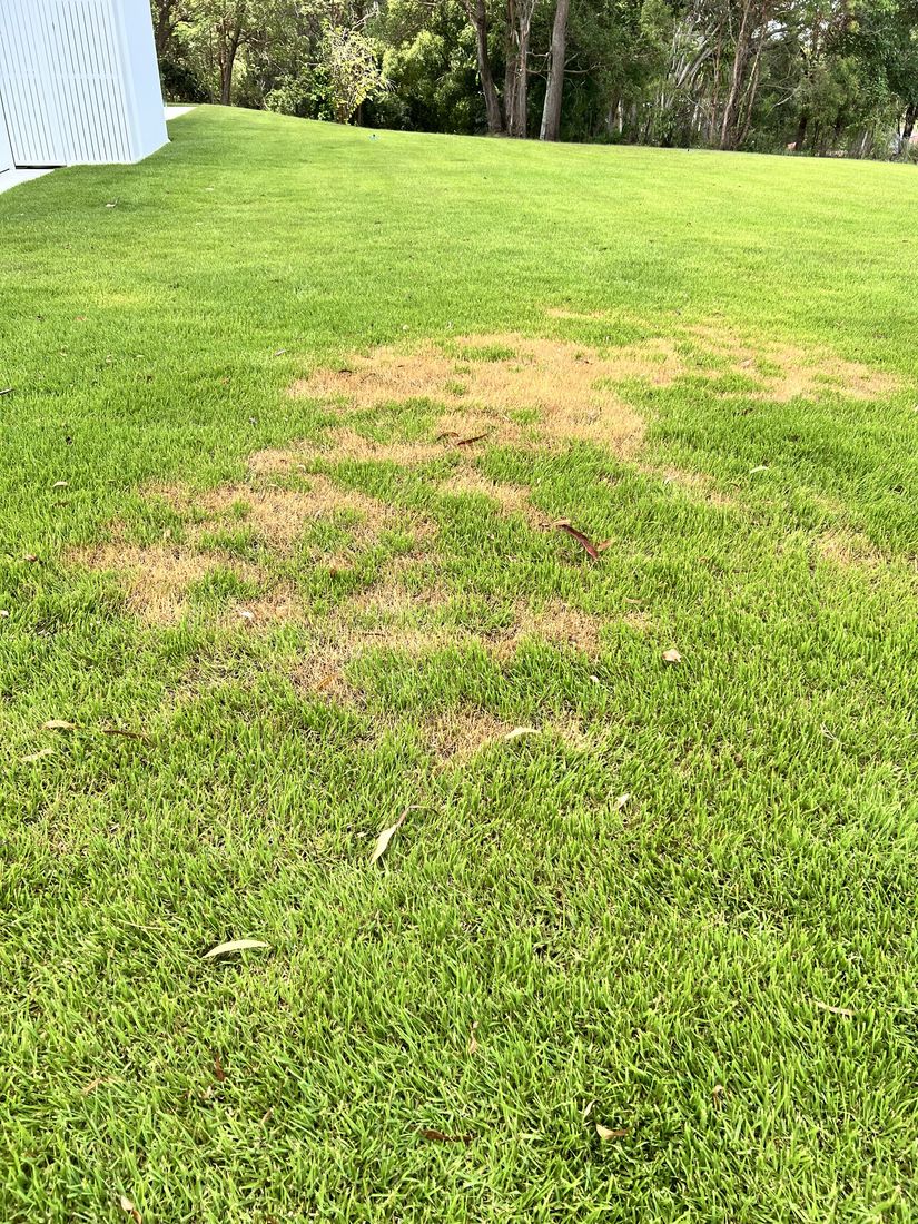 Lush, healthy lawn in South East Queensland