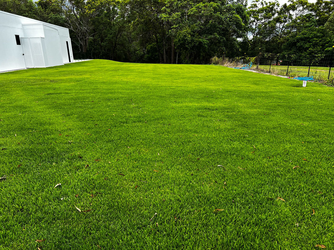 Healthy green lawn maintained by My Lawn Doctor in South East Queensland