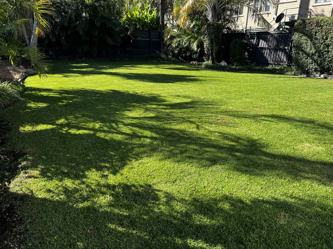 Thick green lawn in South East Queensland