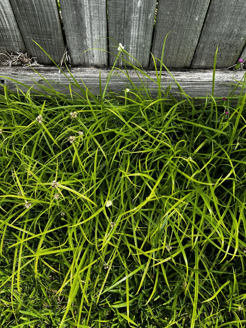 A weed-free green lawn maintained by My Lawn Doctor