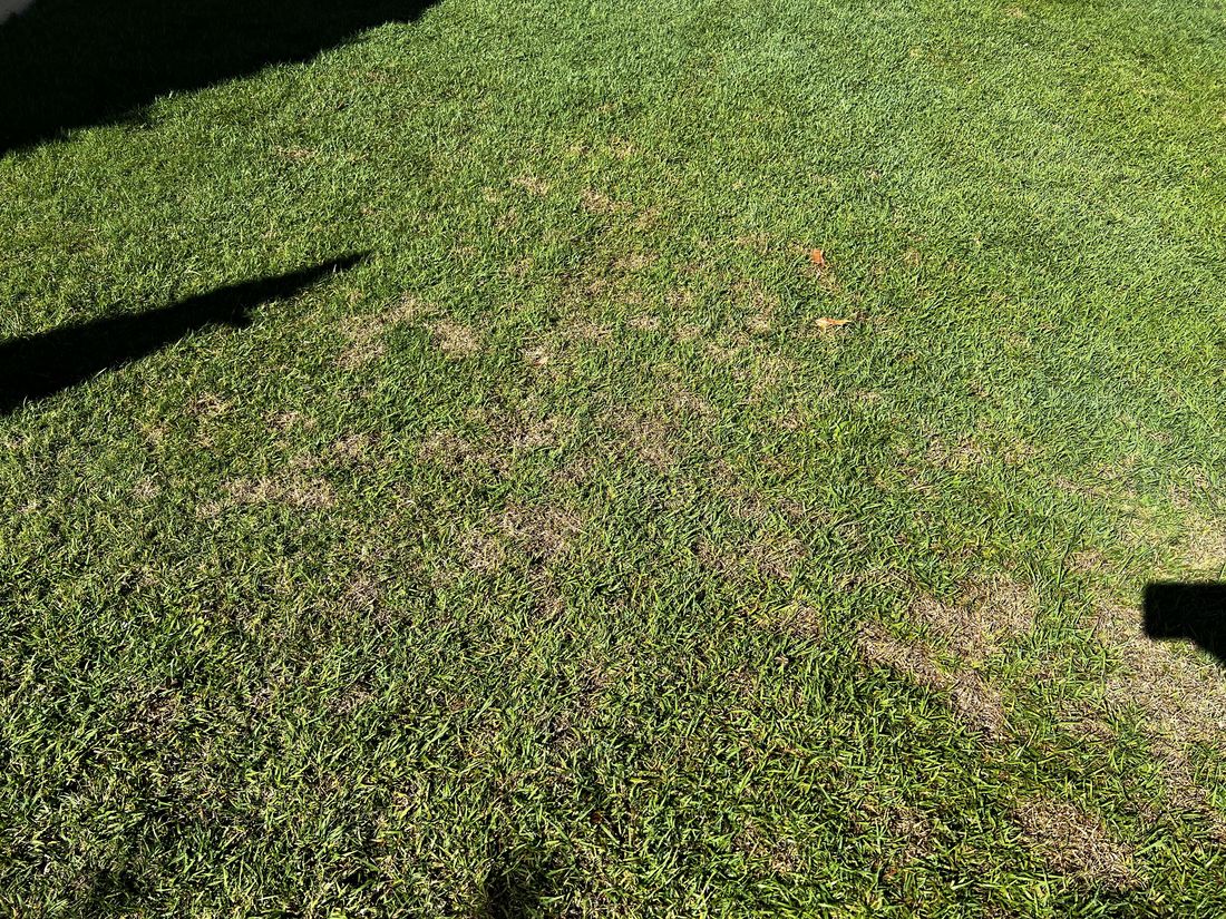 Healthy green lawn free of disease