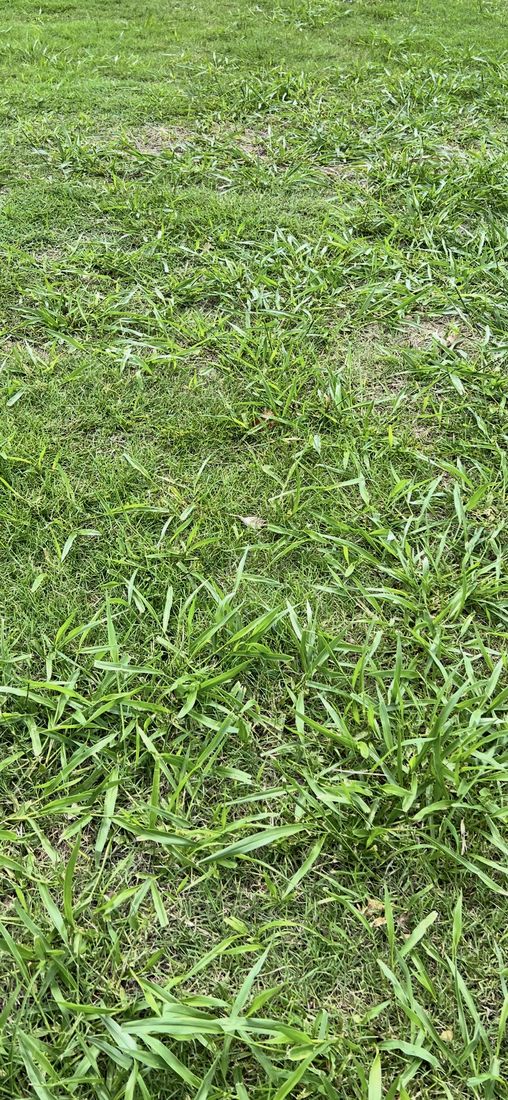 Healthy weed-free lawn in South East Queensland