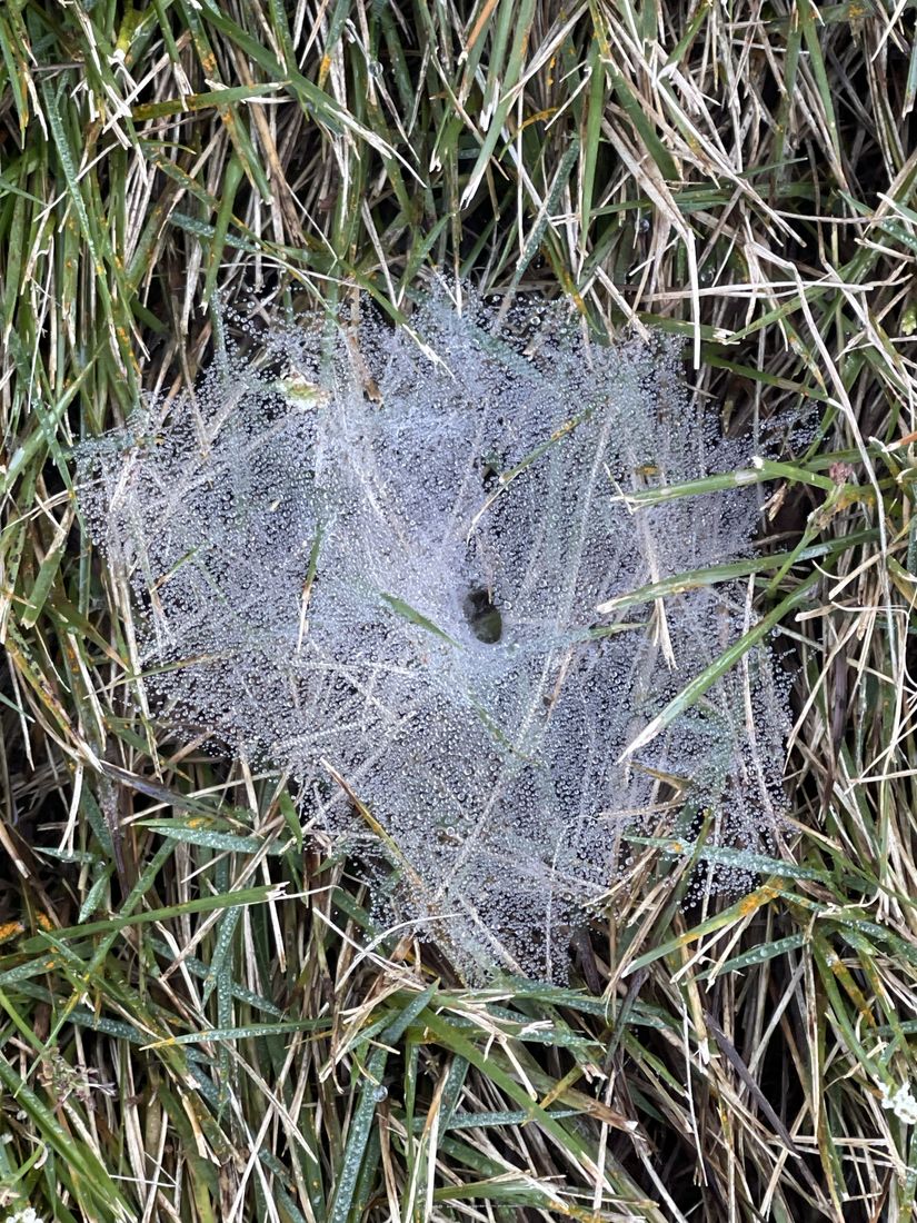Lawn protected from disease and pests