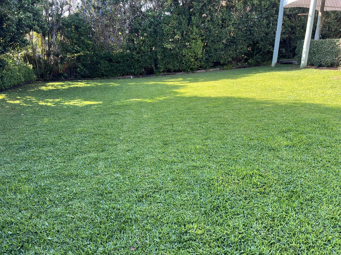 Healthy lawn treated by My Lawn Doctor