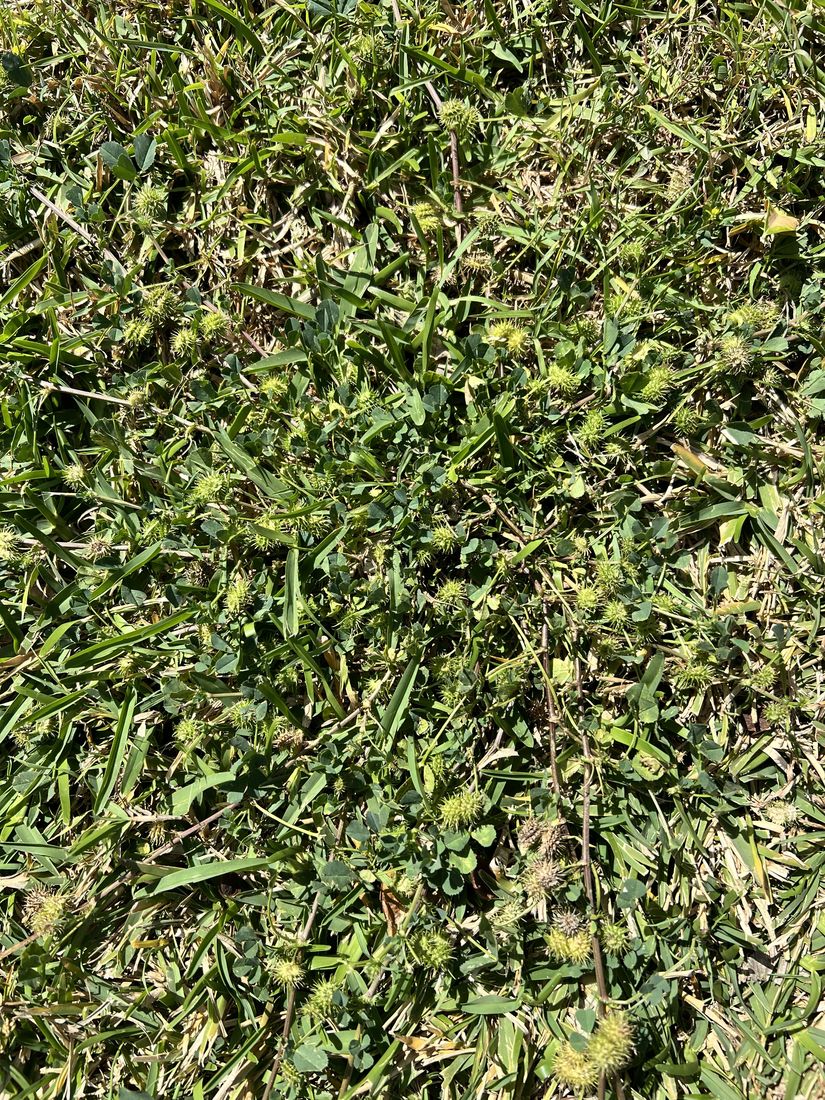 Thick green lawn kept free of weeds