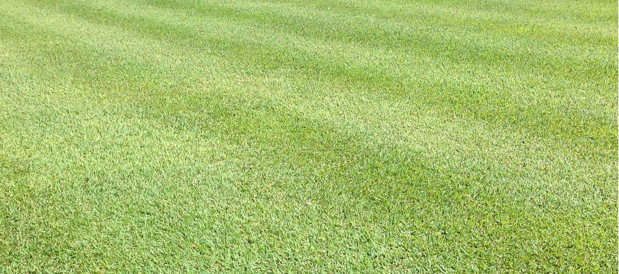 A lush, stripe-mown healthy green lawn cared for by My Lawn Doctor in South East Queensland
